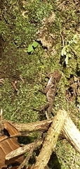 Sceloporus siniferus