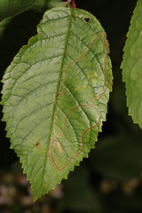 Lyonetia clerkella