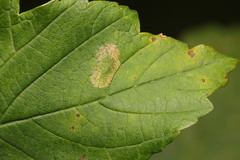 Phyllonorycter geniculella