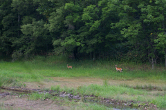 Cervus nippon yesoensis