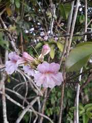 Pachyptera incarnata