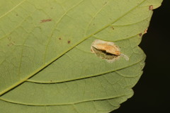 Phyllonorycter geniculella