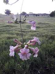 Pachyptera incarnata