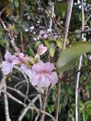 Pachyptera incarnata