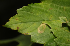 Phyllonorycter geniculella