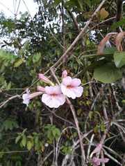 Pachyptera incarnata