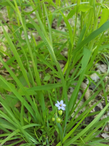 Image of Sisyrinchium atlanticum by (c) Bob Schwartz, some rights reserved (CC BY)