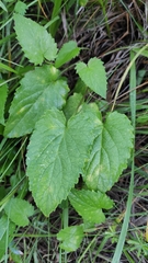 Campanula trachelium