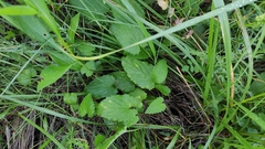 Campanula trachelium