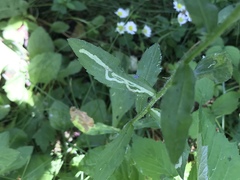 Phytomyza albiceps group