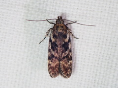 Chionodes thoraceochrella