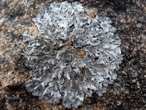 Stangrioji parmelina nuotrauka