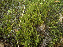 Hygrohypnum luridum