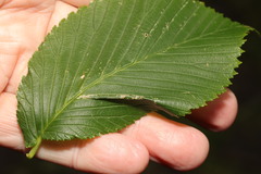 Phyllonorycter tristrigella