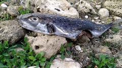 Lagocephalus sceleratus