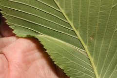 Phyllonorycter tristrigella