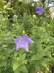 Platycodon
