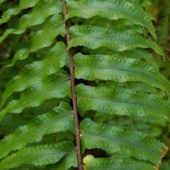 Nephrolepis biserrata