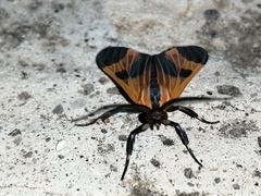 Dycladia