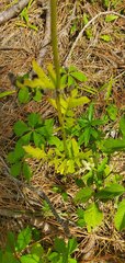 Hymenopappus artemisiifolius artemisiifolius