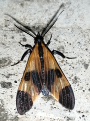 Dycladia