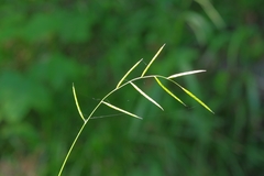 Brachypodium pinnatum