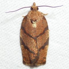 Argyrotaenia juglandana