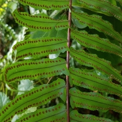 Nephrolepis biserrata