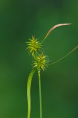 Carex lepidocarpa
