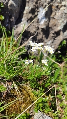 Androsace obtusifolia