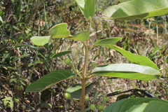 Psidium guineense
