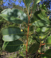 Psidium guineense