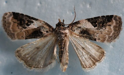Pink-barred Pseudeustrotia Moth