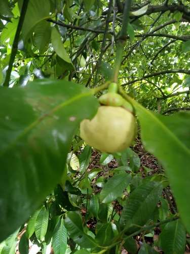 Garcinia mangostana image