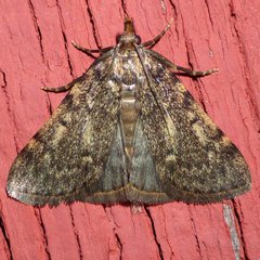 Aglossa pinguinalis