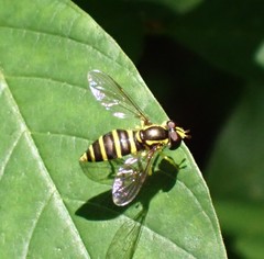 Xanthogramma flavipes