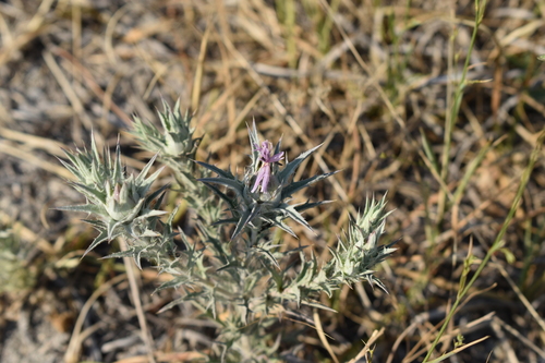 Image of Carthamus glaucus by (c) Сергей Крыленко, some rights reserved (CC BY)