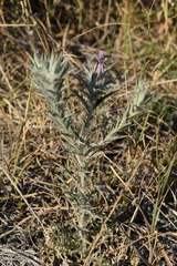 Carthamus glaucus