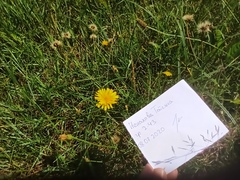 Scorzoneroides autumnalis