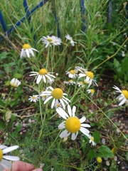 Tripleurospermum inodorum