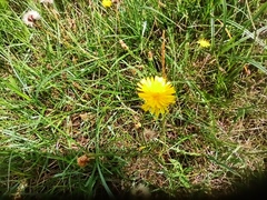 Scorzoneroides autumnalis