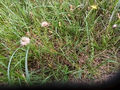 Scorzoneroides autumnalis