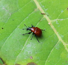 Homoeolabus analis