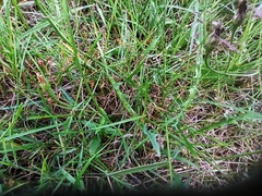 Scorzoneroides autumnalis