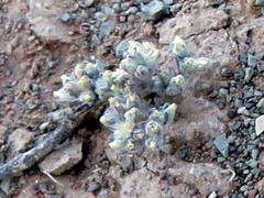 Lasiopogon