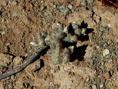 Lasiopogon