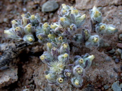 Lasiopogon