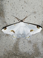 Sericoptera mahometaria