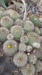 Mammillaria beneckei