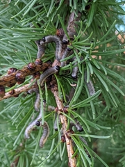 Pristiphora erichsonii
